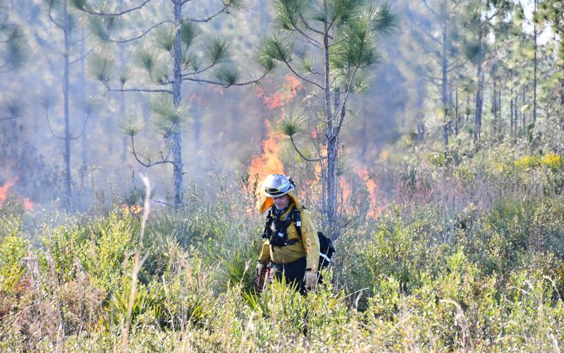 The Suwannee River Water Management District recognizes January as Prescribed Fire Awareness Week and said it reduces intensity of possible wildfires. (COURTESY SUWANNEE RIVER WATER MANAGEMENT DISTRICT)