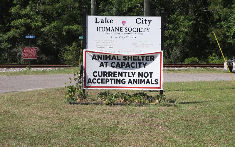 The Lake City Humane Society currently is at capacity and not accepting new animals. But the agency is also working on solutions to alleviate that problem, including opening a new meet and greet area for adopted dogs. (MORGAN MCMULLEN/Lake City Reporter)