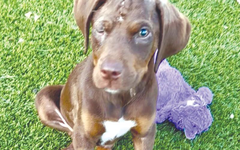 Sweet Pea, who was assaulted in late March in Live Oak, is recovering but has a long road ahead. (COURTESY)