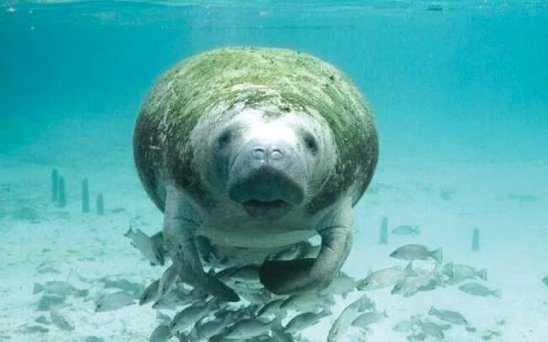 A federal appeals court gave the go-ahead to requirements aimed at protecting manatees in the Indian River Lagoon. (COURTESY)
