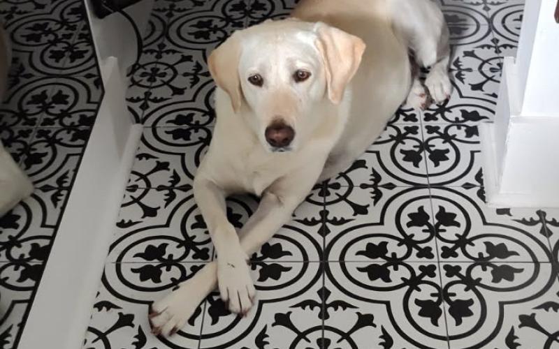 Booey, Steve Johnson’s dog, was injured Sunday on the Santa Fe River when struck by a boat propeller. (COURTESY STEVE JOHNSON)