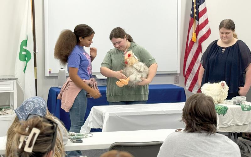 Rachel Dougherty and Alura Castillo show Neveau Davis, newcomer to poultry and LCMS FFA Member, how to hold and hand off a chicken. (COURTESY UF/IFAS COLUMBIA COUNTY EXTENSION)