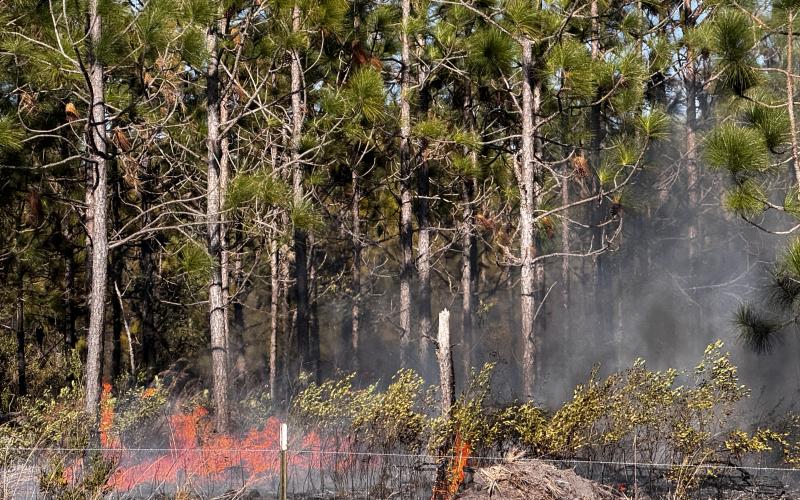 A brush fire burns alongside County Road 49 on Sunday afternoon. About 10-15 acres burned but a nearby residence was spared major damage. (LILLY WACHTER/Lake City Reporter)