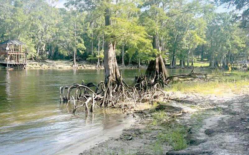 The Alachua Conservation Trust has purchased 20 acres in Gilchrist County that incudes 2,000 feet of frontage along the lower Santa Fe River to protect the waterway. (COURTESY)