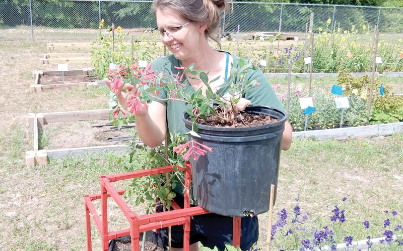 Erin Harlow, the horticultural extension agent with the UF/IFAS Columbia County Extension Office, looks at a Coral Honeysuckle plant in preparation for the office’s plant sale next weekend. (COURTESY)
