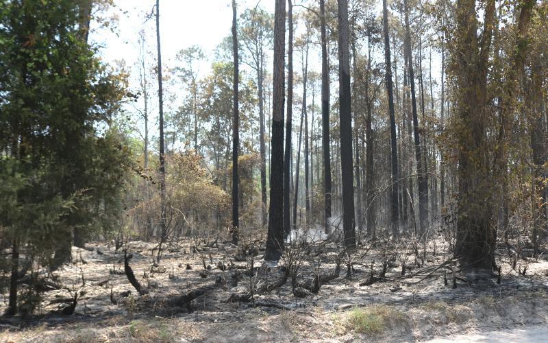 The Gun Range Fire is now 65% contained heading into the weekend. (TONY BRITT/Lake City Reporter)