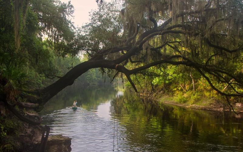 A picture of the Suwannee River from the Suwannee River Water Managment District’s Swift Creek tract in Hamilton County. The picture is the district’s photo of the month for August in its 2026 calendar. (COURTESY MIKE HANKEY)
