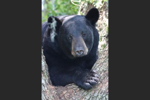 Florida Fish and Wildlife Conservation Commission bear biologists Teri Graves (left) and Allan Hallman, set up a bear trap using doughnuts as bait hoping to capture a 300-pound bear that was recently perched in a tree near Interstate 75. (KAREN PARKER/FWC)