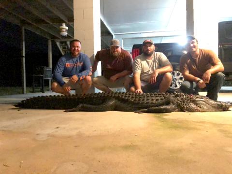 Lake City friends Chris Charles, (from left) Blake Smith, Wil Porter and Scott Busby battled this 11-foot, nearly 400-pound gator for several hours during an all-night hunt recently on the lower Suwannee River in Dixie County. The reptile gave them a story to tell for a lifetime. (COURTESY)