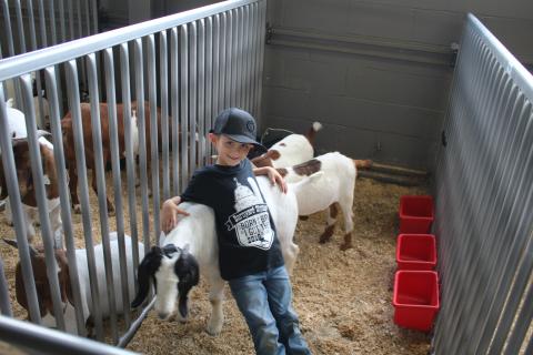 Gunner Shaw, 6, reclines on his sister’s wether, ‘Rodeo,’ while in the Florida Gateway Fairgrounds Livestock Barn Thursday. (TONY BRITT/Lake City Reporter)