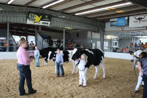 Young exhibitors participating in the diary heifer livestock show stand by their animals while they await questions from the show judge during the Florida Gateway Fair. The final livestock show was held Wednesday and the livestock sale is tonight. (TONY BRITT/Lake City Reporter)
