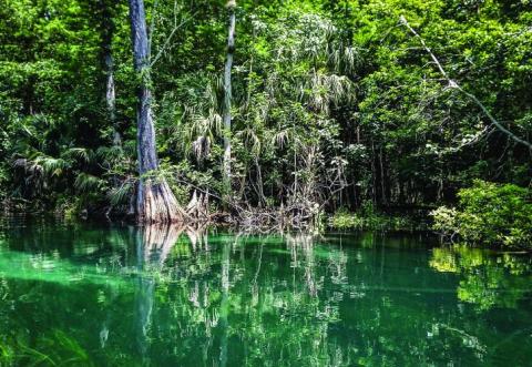 The new Ichetucknee Alliance website includes several interactive features, including a virtual 'story map' tour of the Ichetucknee Springshed and Ichetucknee Trace. (COURTESY)