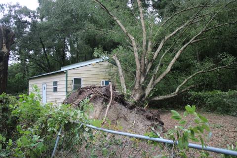 A water oak tree that was uprooted when Tropical Storm Elsa passed through Columbia County rests on Ray Shealy’s craft shed. (TONY BRITT/Lake City Reporter)