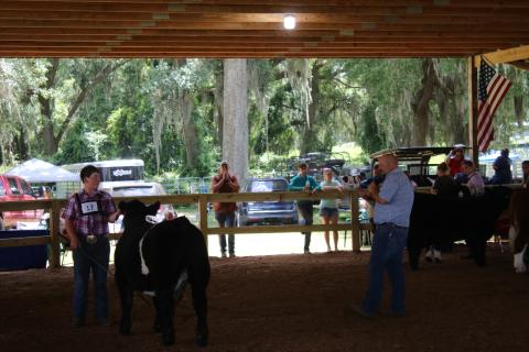 Chandler Thompson (left) shows his cow, Outlaw, as exhibitor judge George Richburg, tells the audience about the steer during Saturday’s Dixie Cattle Invitational. (TONY BRITT/Lake City Reporter)
