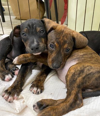 Two of the puppies that were saved Tuesday morning by a storm drain on SE Natalie Terrace. (COURTESY/Lake City Humane Society)