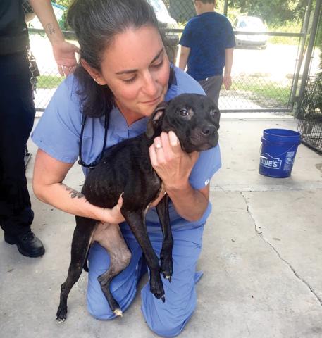 Dr. Mandy Trotter, the veterinarian at the Lake City Humane Society, looks over one of the rescued dogs Thursday. (COURTESY)