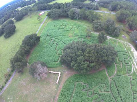 The Fort White Future Farmers of America built a large Florida-shaped maze at Pinemount Plantation complete with informational signs corresponding with different regions in the state. (COURTESY)