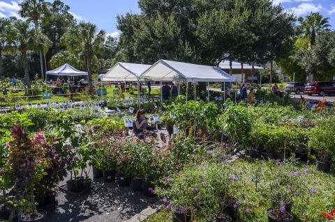 A young woman shops for plants at a prior plant sale at the Florida Museum of Natural History. The event will return for in-person sales this weekend after last year’s sale was modified for pickups only. (COURTESY)