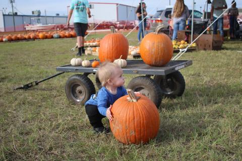 Brantley Knight, 11 months, attempts to lift a pumpkin Monday afternoon while his family searched for pumpkins to purchase at the Columbia High School FFA Pumpkin Patch. (TONY BRITT/Lake City Reporter)