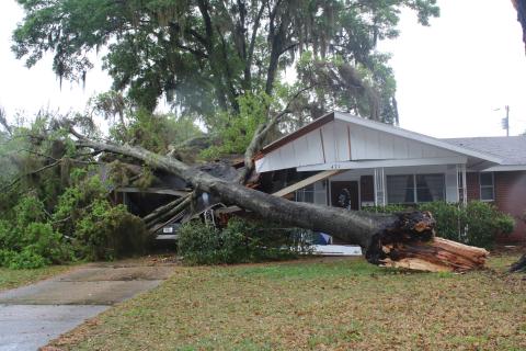 A limb crashed through a home at 471 Defender Street Wednesday afternoon when a rainstorm that was bearing high winds blew through the area. (TONY BRITT/Lake City Reporter)
