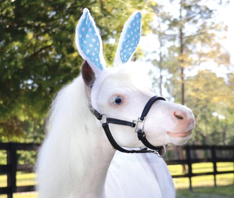 Therapy horse Sweetheart dons the Cadbury bunny ears as she is a finalist in the National Cadbury bunny tryouts. (COURTESY)
