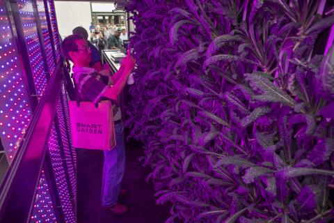 Artificial lights are used to provide plants with the nutrients and light levels required for growth during the indoor agriculture research project. (COURTESY/UF/IFAS)
