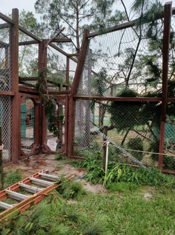 The enclosure for Spike, a tiger, at Mystic Jungle was heavily damaged in a tornado on Friday afternoon. (COURTESY)