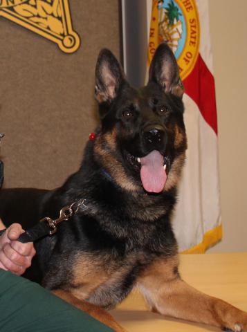 Columbia County Sheriff’s Office K9 Deputy Drago, shown here, was rushed to a veterinary clinic Tuesday afternoon after a heat-related injury. He died later that night. (COURTESY)