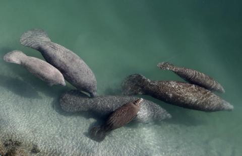 A group of manatees are pictured in a canal where discharge from a nearby Florida Power & Light plant warms the water in Fort Lauderdale, Fla., on Dec. 28, 2010. Fewer manatee deaths have been recorded so far this year in Florida compared to the record-setting numbers in 2021 but wildlife officials cautioned, Wednesday, July 20, 2022, that chronic starvation remains a dire and ongoing threat to the marine mammals. (LYNNE SLADKY/Associated Press)