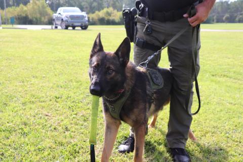 K9 Deputy Chaos holds a piece of equipment in his jaws while suited in CCSO attire. (COURTESY CCSO)