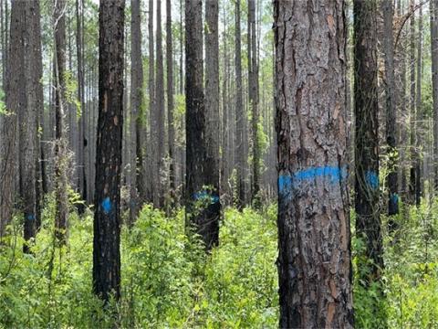 The Suwannee River Water Management District is currently conducting a timber harvest on the Steinhatchee Springs Tract in Lafayette County. (COURTESY)
