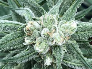 Florida imposed a new rule concerning the amount of marijuana consumers can purchase over a 35-day span. (COURTESY/News Service of Florida)