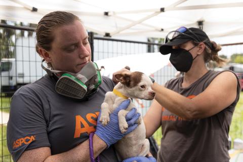 Members of the American Society for the Prevention of Cruelty to Animals provide aid to a dog removed from a Union County residence Wednesday. (COURTESY)