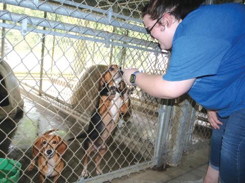 Megan Martin, a Lake City Humane Society adoptions counselor, pets a dachshund and beagle at the Lake City Humane Society’s Animal Control building on Tuesday afternoon. (TONY BRITT/Lake City Reporter)