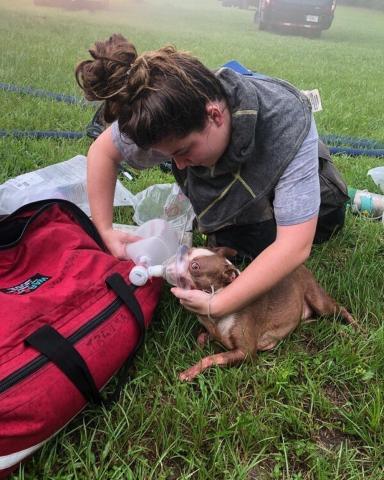 Columbia County Fire Rescue employee Olivia Ward renders aid to a rescued puppy Tuesday. (COURTESY CCFR)