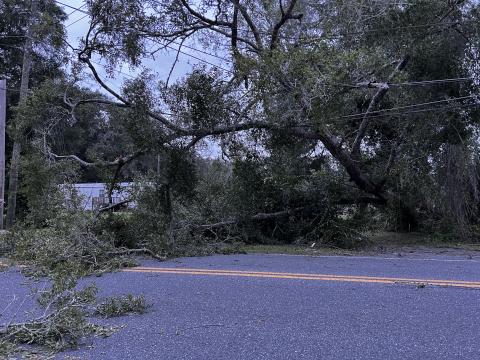 A tree hangs over power lines on County Road 240 just west of the State Road 47 intersection Thursday morning, causing power outages for hundreds in the area. (JAMIE WACHTER/Lake City Reporter)