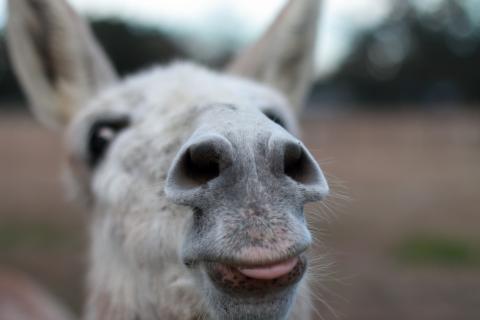A guardian donkey at the University of Florida that protects the university’s sheep herd. (COURTESY UF/IFAS)