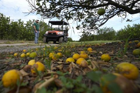 Fifth generation farmer Roy Petteway looks at the damage to his citrus grove from the effects of Hurricane Ian on Oct. 12 in Zolfo Springs. Agriculture losses in Florida from Hurricane Ian’s high winds and drenching rains could reach $1.56 billion, with citrus, cattle, vegetable and melon operations among the hardest hit, the University of Florida reported in a preliminary estimate. (CHRIS O’MEARA/AP File)