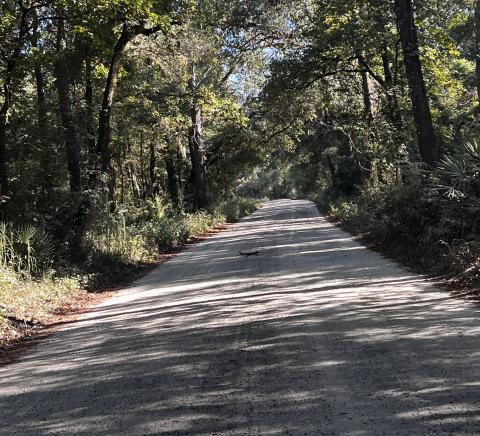 A squirrel runs across SE Arabian Road, a dirt road just south of U.S. Highway 27 near the Suwannee River bridge to Branford. The raod’s condition has residents concerned but the County Commission said there’s no easy fix during its Monday meeting. (JAMIE WACHTER/Lake City Reporter)