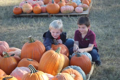 Wade Reeves, 6, (from left) and Rhyder Brown, 5, play and touch pumpkins at the FFA pumpkin patch on Tuesday afternoon. (TONY BRITT/Lake City Reporter)
