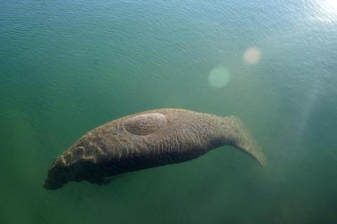 A manatee floats in the warm water of a Florida Power & Light discharge canal in Fort Lauderdale. (LYNNE SLADKY/Associated Press)