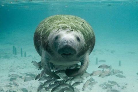 State wildlife officials are taking additional steps to try to prevent manatee deaths. (U.S. FISH AND WILDLIFE SERVICE)