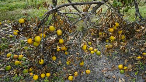 Orange trees branches and the fruit rots on the ground on Oct. 12, 2022, at Roy Petteway’s Citrus and Cattle Farm in Zolfo Springs after they were knocked down from the effects of Hurricane Ian. (CHRIS O’MEARA/AP File)