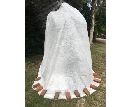 A demonstration of a properly covered plant. (MOLLY JAMESON/UF/IFAS)