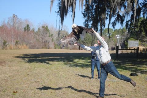 Chris Wynn, Florida Fish and Wildlife Conservation Commission Regional Director, releases a rehabilitated bald eagle into the wild on Tuesday morning at Alligator Lake Public Recreation area. (TONY BRITT/Lake City Reporter)
