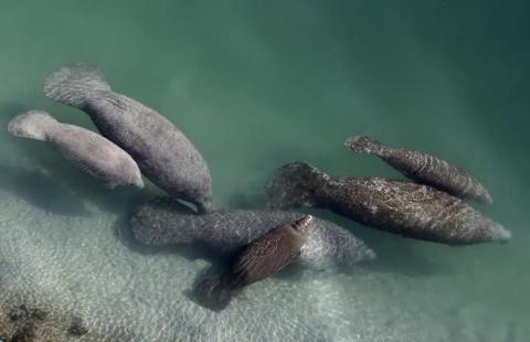 A group of manatees are pictured in a canal where discharge from a nearby Florida Power & Light plant warms the water in Fort Lauderdale on Dec. 28, 2010. (ASSOCIATED PRESS FILE)