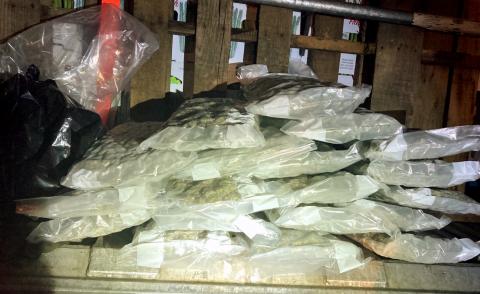 More than 43 pounds of marijuana were confiscated from a Michigan produce truck at an ag inspection station in Hamilton County on Saturday night. (COURTESY)