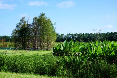 The Lake City Council approved seeking grant funding for the wetland project back in February. (COURTESY)