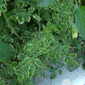 A tomato plant that has Tomatoe Yellow Leag Curl Virus, which has yellowing leaf edges and upward cupping of leaves. (COURTESY UF/IFAS PLANT PATHOLOGY DEPARTMENT)