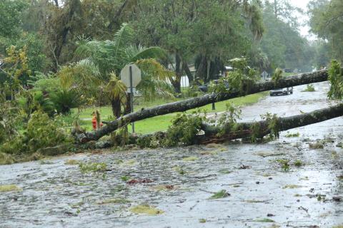 A tree blocks Tularosa Lane at the intersection with Lake Montgomery Avenue in Lake City on Wednesday afternoon following Hurricane Idalia. (J. WACHTER/Lake City Reporter)